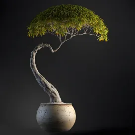 Plants Bonsai 4
